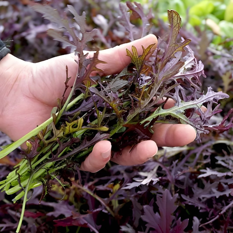 Moutarde de Chine Metis rouge