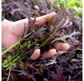 Moutarde de Chine Metis rouge