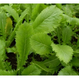 Moutarde de Chine Green in snow