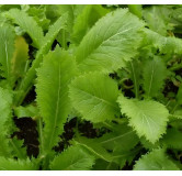 Moutarde de Chine Green in snow