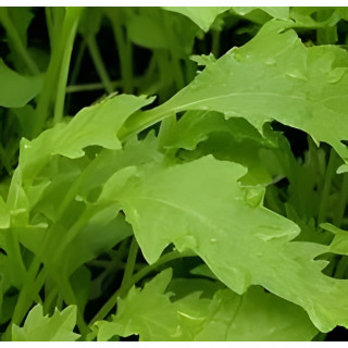 Salade asiatique Namenia