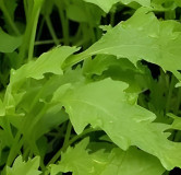 Salade asiatique Namenia