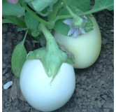 Aubergine blanche ronde à œufs