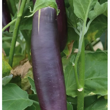 Aubergine de Barbentane