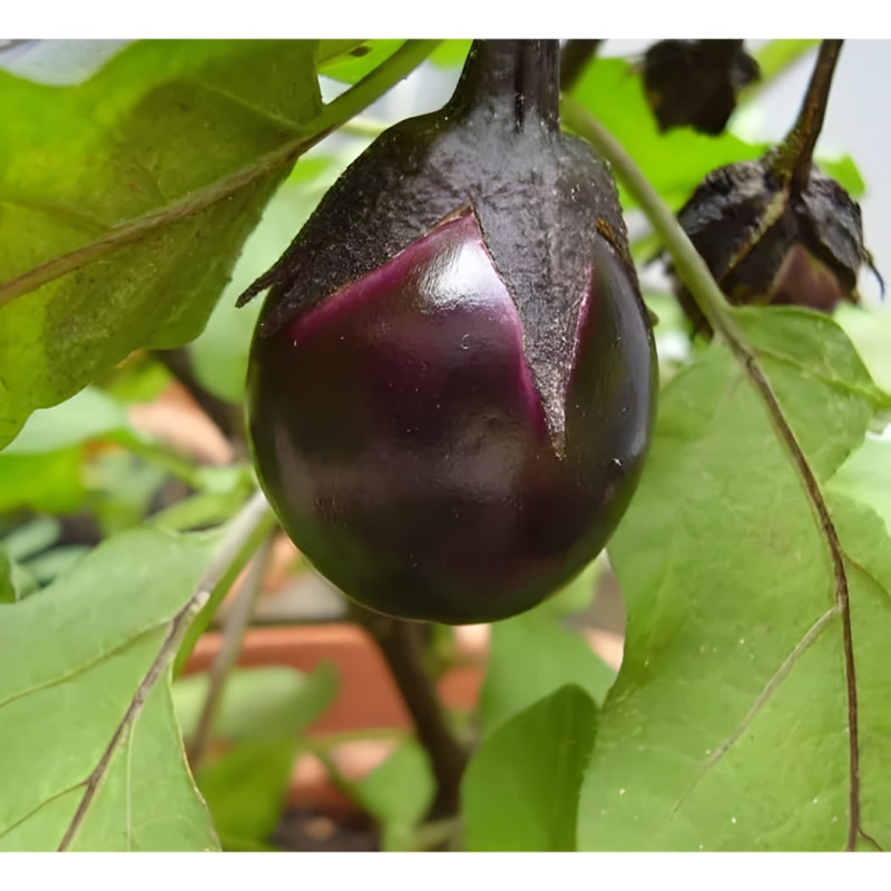 Aubergine Bambino