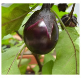 Aubergine Bambino