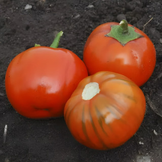 Aubergine Rosso di Napoli