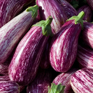 Aubergine Listada de Gandia