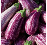 Aubergine Listada de Gandia
