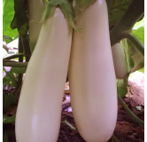 Aubergine blanche Longue de Dourga