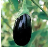Aubergine Impérial Black Beauty