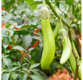 Aubergine Thai Long Green