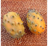 Concombre du Kenya Kiwano