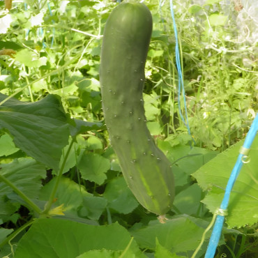 Concombre Le Généreux