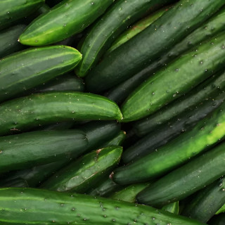 Concombre Vert Long Maraîcher