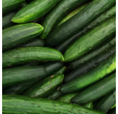 Concombre Vert Long Maraîcher