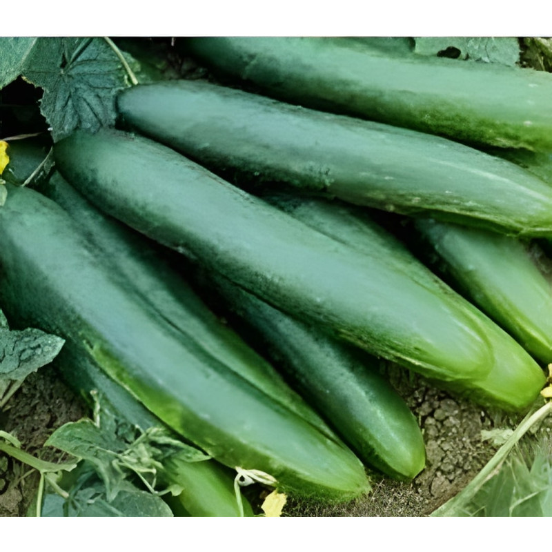 Concombre Tanja