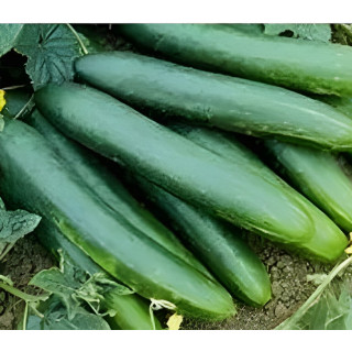 Concombre Tanja
