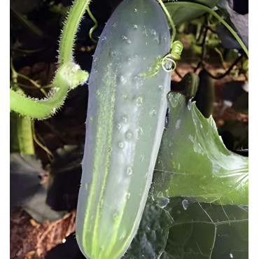 Concombre Marketmore