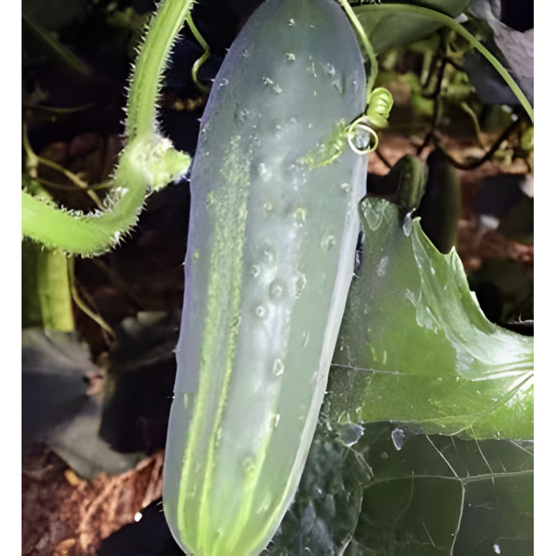 Concombre Marketmore