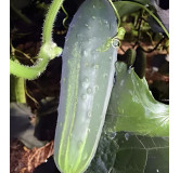 Concombre Marketmore