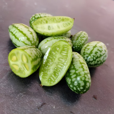 Concombre cocktail ou à confire Mélothérie