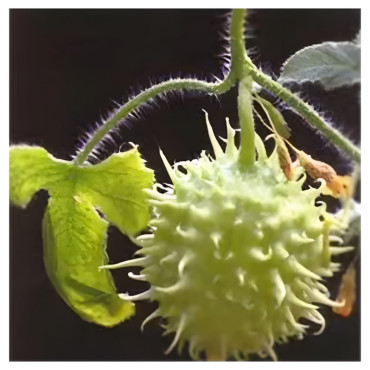 Concombre des Antilles