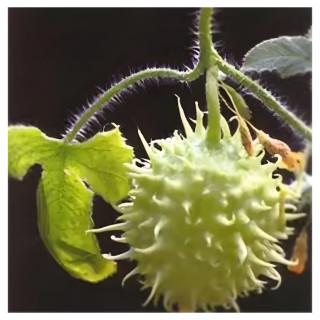 Concombre des Antilles