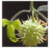 Concombre des Antilles