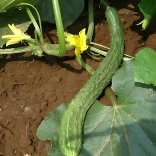 Concombre Soo Yoh Long