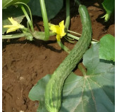 Concombre Soo Yoh Long