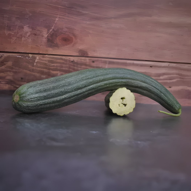 Concombre Melon Tortarello Barese