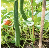 Concombre Vert Long de Chine
