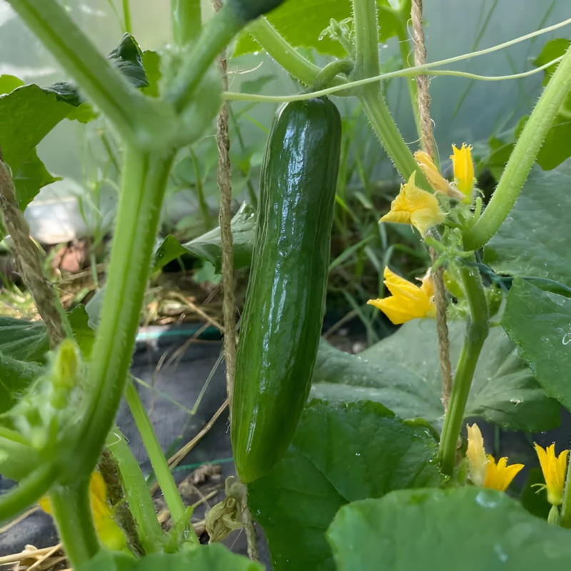 Concombre du Liban