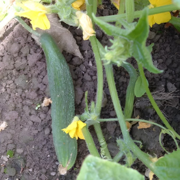 Cornichon Amélioré de Bourbonne