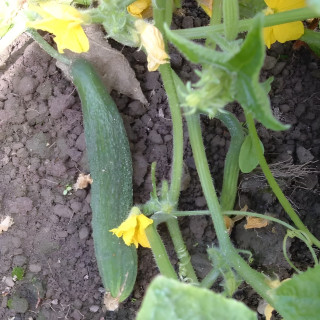 Cornichon Amélioré de Bourbonne