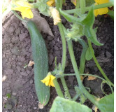 Cornichon Amélioré de Bourbonne