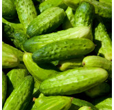 Cornichon petit vert de Paris