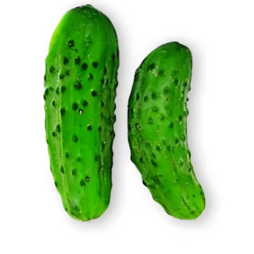 Cornichon Vert fin de Meaux