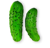 Cornichon Vert fin de Meaux