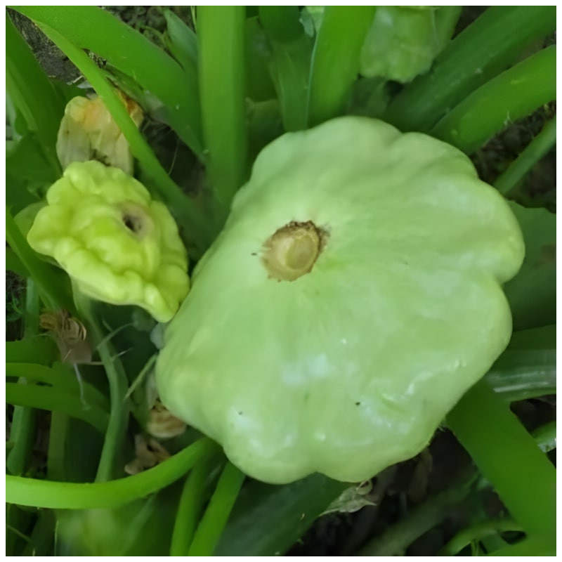 Pâtisson vert pâle de Bennings