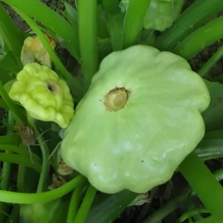 Pâtisson vert pâle de Bennings