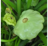 Pâtisson vert pâle de Bennings