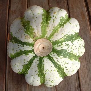 Pâtisson vert panaché de blanc