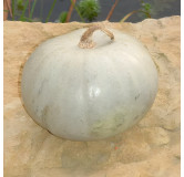 Potiron Bleu de Hongrie