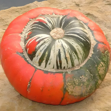 Potiron Giraumon Turban Turc