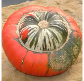 Potiron Giraumon Turban Turc