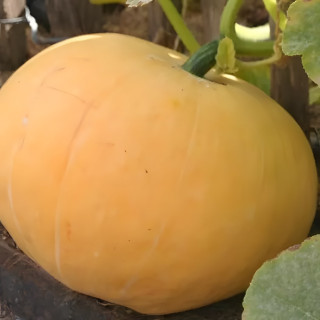 Potiron Quintal jaune