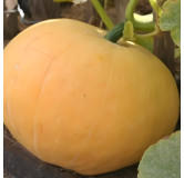 Potiron Quintal jaune