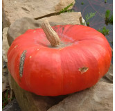 Potiron Rouge vif d'Etampes